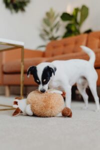 dog playing with toy on carpet, orange sofa, gold decor, plants // Healthier Me Today